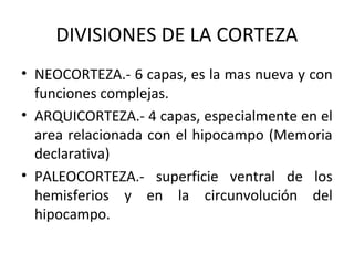 DIVISIONES DE LA CORTEZA
• NEOCORTEZA.- 6 capas, es la mas nueva y con
funciones complejas.
• ARQUICORTEZA.- 4 capas, especialmente en el
area relacionada con el hipocampo (Memoria
declarativa)
• PALEOCORTEZA.- superficie ventral de los
hemisferios y en la circunvolución del
hipocampo.
 