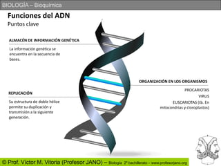 Funciones del ADNPuntos claveREPLICACIÓNALMACÉN DE INFORMACIÓN GENÉTICASu estructura de doble hélice permite su duplicación y transmisión a la siguiente generación.La información genética se encuentra en la secuencia de bases.ORGANIZACIÓN EN LOS ORGANISMOSPROCARIOTASVIRUSEUSCARIOTAS (tb. En mitocondrias y cloroplastos)