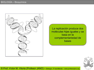 La replicación produce dos moléculas hijas iguales y se basa en la complementariedad de bases
