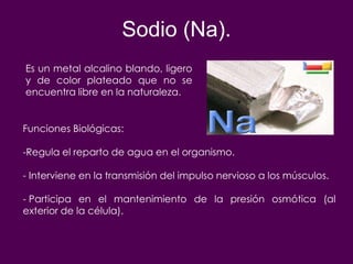 Sodio (Na).
Es un metal alcalino blando, ligero
y de color plateado que no se
encuentra libre en la naturaleza.


Funciones Biológicas:

-Regula el reparto de agua en el organismo.

- Interviene en la transmisión del impulso nervioso a los músculos.

- Participa en el mantenimiento de la presión osmótica (al
exterior de la célula).
 