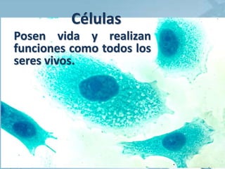 Células
Posen vida y realizan
funciones como todos los
seres vivos.
 
