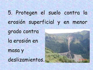 5. Protegen el suelo contra la
erosión superficial y en menor
grado contra
la erosión en
masa y
deslizamientos.

 