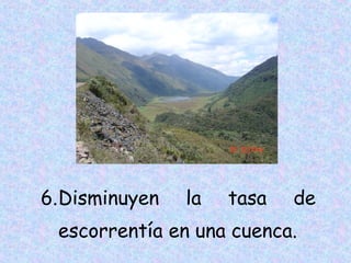 6.Disminuyen

la

tasa

de

escorrentía en una cuenca.

 
