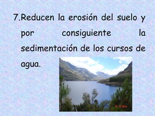7.Reducen la erosión del suelo y
por

consiguiente

la

sedimentación de los cursos de
agua.

 