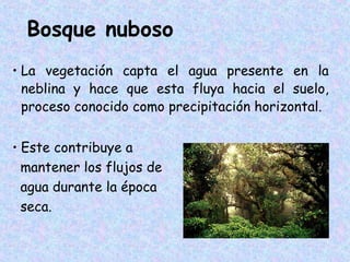 Bosque nuboso
• La vegetación capta el agua presente en la
neblina y hace que esta fluya hacia el suelo,
proceso conocido como precipitación horizontal.
• Este contribuye a
mantener los flujos de
agua durante la época
seca.

 