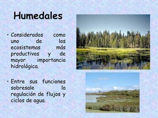 Humedales
como
• Considerados
uno
de
los
ecosistemas
más
productivos
y
de
mayor
importancia
hidrológica.
• Entre sus funciones
sobresale
la
regulación de flujos y
ciclos de agua.

 