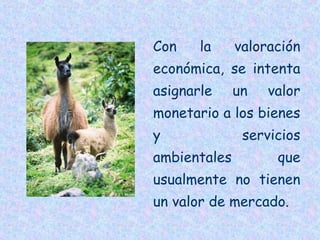 Con

la

valoración

económica, se intenta
asignarle

un

valor

monetario a los bienes
y
ambientales

servicios
que

usualmente no tienen
un valor de mercado.

 