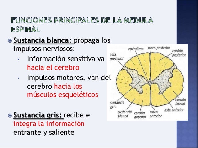 Caracteristicas Y Funciones De La Medula Espinal es.slideshare.net