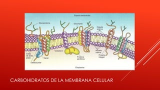 CARBOHIDRATOS DE LA MEMBRANA CELULAR
 
