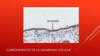 CARBOHIDRATOS DE LA MEMBRANA CELULAR
 
