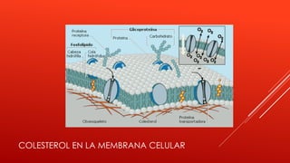 COLESTEROL EN LA MEMBRANA CELULAR
 