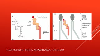 COLESTEROL EN LA MEMBRANA CELULAR
 