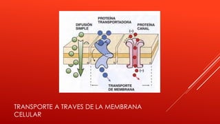 TRANSPORTE A TRAVES DE LA MEMBRANA
CELULAR
 