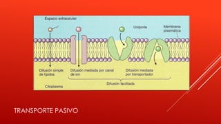 TRANSPORTE PASIVO
 