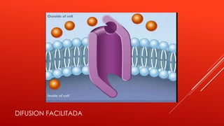 DIFUSION FACILITADA
 