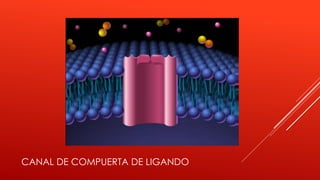 CANAL DE COMPUERTA DE LIGANDO
 