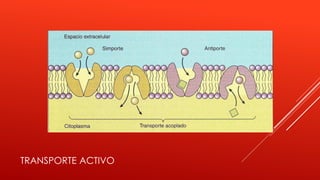 TRANSPORTE ACTIVO
 