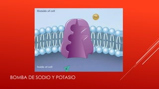 BOMBA DE SODIO Y POTASIO
 