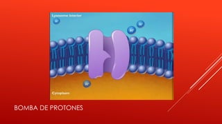 BOMBA DE PROTONES
 