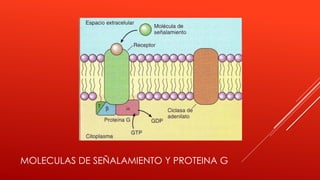 MOLECULAS DE SEÑALAMIENTO Y PROTEINA G
 
