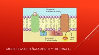MOLECULAS DE SEÑALAMIENTO Y PROTEINA G
 