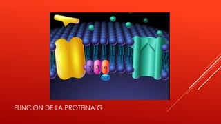 FUNCION DE LA PROTEINA G
 