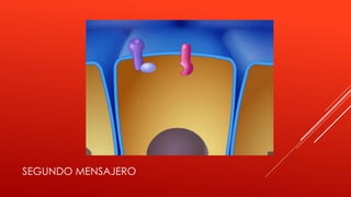 SEGUNDO MENSAJERO
 