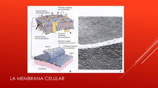 LA MEMBRANA CELULAR
 