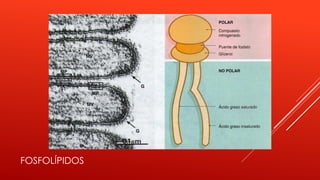 FOSFOLÍPIDOS
 