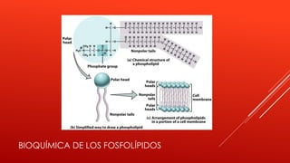 BIOQUÍMICA DE LOS FOSFOLÍPIDOS
 