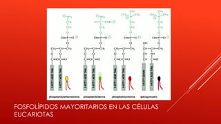 FOSFOLÍPIDOS MAYORITARIOS EN LAS CÉLULAS
EUCARIOTAS
 
