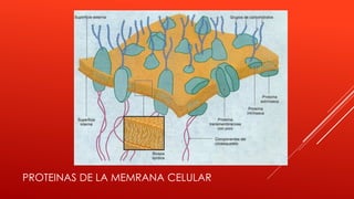 PROTEINAS DE LA MEMRANA CELULAR
 
