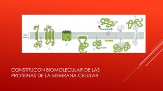 CONSTITUCON BIOMOLECULAR DE LAS
PROTEINAS DE LA MEMRANA CELULAR
 