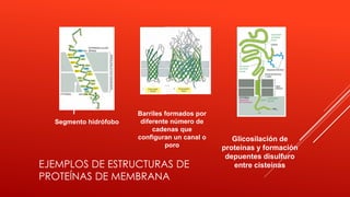 Segmento hidrófobo
Barriles formados por
diferente número de
cadenas que
configuran un canal o
poro
Glicosilación de
proteínas y formación
depuentes disulfuro
entre cisteínasEJEMPLOS DE ESTRUCTURAS DE
PROTEÍNAS DE MEMBRANA
 