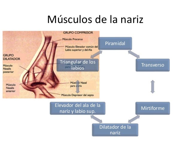 Funciones de la nariz