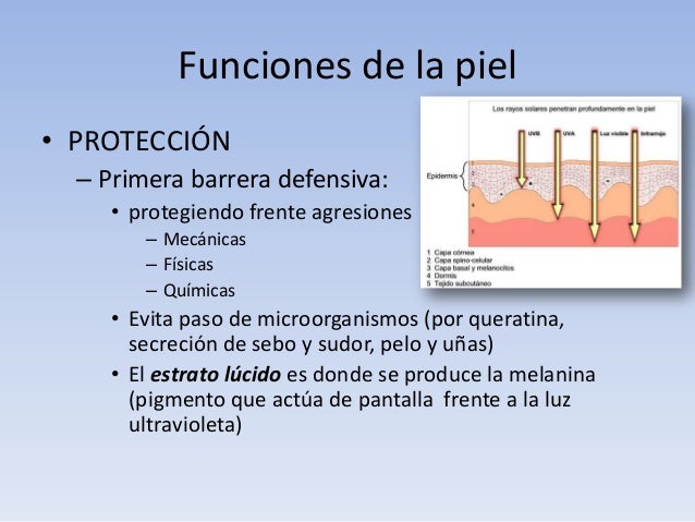 FUNCIONES DE LA PIEL PDF FUNCIONES DE LA PIEL PDF