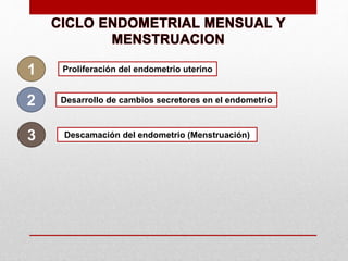 1
2
3
Proliferación del endometrio uterino
Desarrollo de cambios secretores en el endometrio
Descamación del endometrio (Menstruación)
 