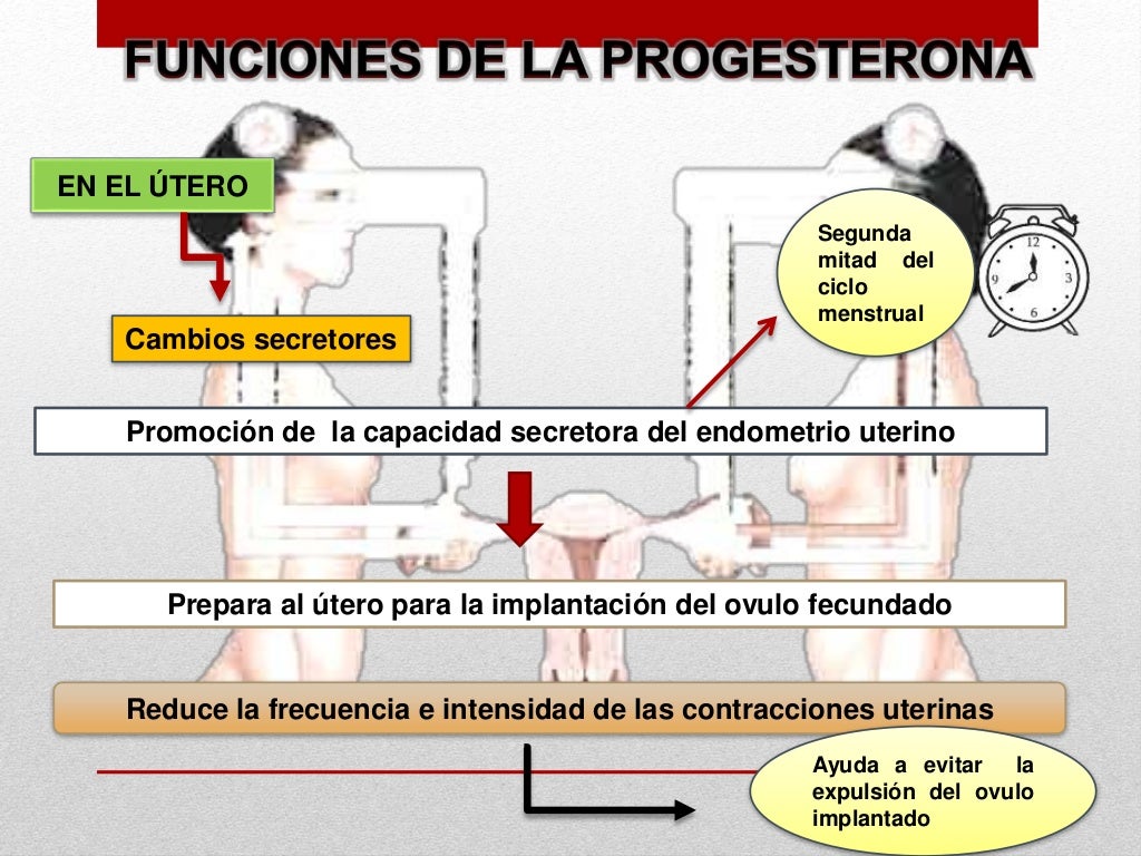 Funciones de la progesterona
