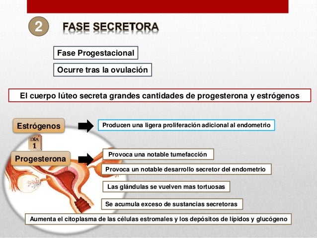 cuál es solfa syllable función del estrógeno y solfa syllable progesterona