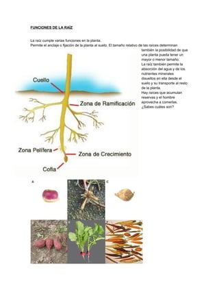 FUNCIONES DE LA RAÍZ
La raíz cumple varias funciones en la planta.
Permite el anclaje o fijación de la planta al suelo. El tamaño relativo de las raíces determinan
también la posibilidad de que
una planta pueda tener un
mayor o menor tamaño.
La raíz también permite la
absorción del agua y de los
nutrientes minerales
disueltos en ella desde el
suelo y su transporte al resto
de la planta.
Hay raíces que acumulan
reservas y el hombre
aprovecha a comerlas.
¿Sabes cuáles son?
 
