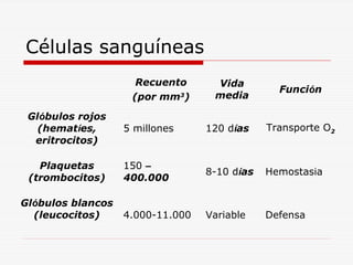 Células sanguíneas
Recuento
(por mm3)

Vida
media

Función

Glóbulos rojos
(hematíes,
eritrocitos)

5 millones

120 días

Transporte O2

Plaquetas
(trombocitos)

150 –
400.000

8-10 días

Hemostasia

4.000-11.000

Variable

Defensa

Glóbulos blancos
(leucocitos)

 