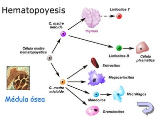 Hematopoyesis

Linfocitos T

C. madre
linfoide

Célula madre
hematopoyética

Linfocitos B

Célula
plasmática

Eritrocitos
Megacariocitos
C. madre
mieloide

Médula ósea

Macrófagos
Monocitos
Granulocitos

 