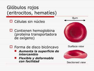 Glóbulos rojos
(eritrocitos, hematíes)
 Células sin núcleo
 Contienen hemoglobina
(proteína transportadora
de oxígeno)
 Forma de disco bicóncavo
 Aumenta la superficie de
intercambio
 Flexible y deformable
con facilidad

 