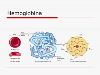 Hemoglobina

 