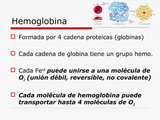 Hemoglobina
 Formada por 4 cadena proteicas (globinas)
 Cada cadena de globina tiene un grupo hemo.
 Cada Fe+2 puede unirse a una molécula de
O2 (unión débil, reversible, no covalente)
 Cada molécula de hemoglobina puede
transportar hasta 4 moléculas de O2

 