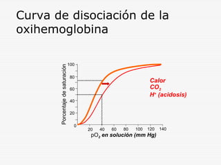 Porcentaje de saturación

Curva de disociación de la
oxihemoglobina
100
80

Calor
CO2
H+ (acidosis)

60
40
20
0

20

40

60

80

100

120

pO2 en solución (mm Hg)

140

 