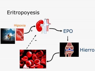 Eritropoyesis
Hipoxia

EPO

+

Hierro

 