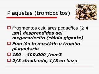 Plaquetas (trombocitos)
 Fragmentos celulares pequeños (2-4
µ m) desprendidos del
megacariocito (célula gigante)
 Función hemostática: trombo
plaquetario
 150 – 400.000 /mm3
 2/3 circulando, 1/3 en bazo

 