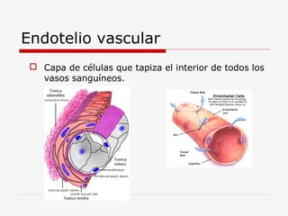 Endotelio vascular
 Capa de células que tapiza el interior de todos los
vasos sanguíneos.

 
