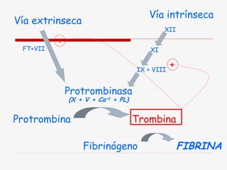 Vía intrínseca

Vía extrinseca
FT+VII

XII

+

XI
IX + VIII

+

Protrombinasa
(X + V + Ca+2 + PL)

Protrombina

Trombina
Fibrinógeno

FIBRINA

 